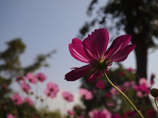 _A225954.jpg