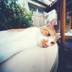 #方块#文艺猫