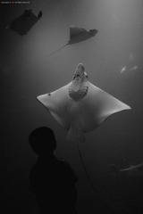 IMG_0081.jpg