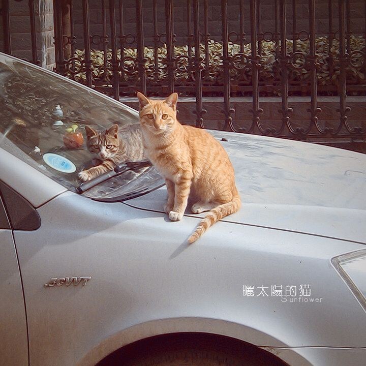 光影印象 猫<br />
