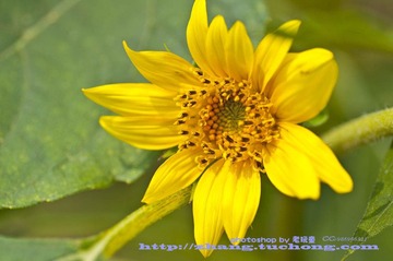 向日葵