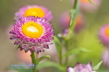 雏菊1