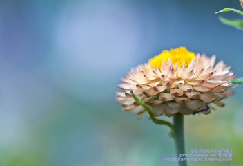 雏菊2