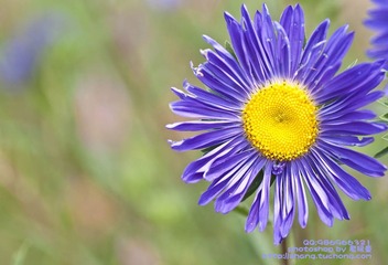 雏菊3