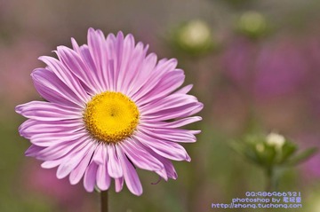 雏菊4