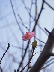 P1023159.JPG