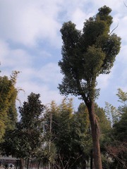 P1253390.jpg