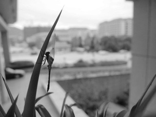 PC012573.jpg