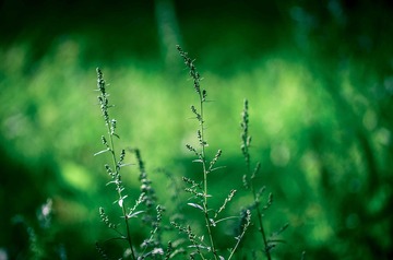 20120812-DSC_8236