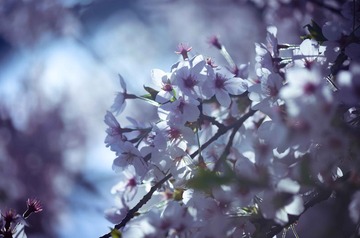 20120401-20120401-DSC_7978