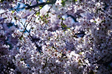 20120401-DSC_7977
