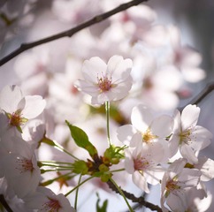 20120401-DSC_8009