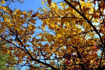 DSC_62111 (800x530).jpg