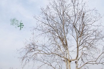 枝桠