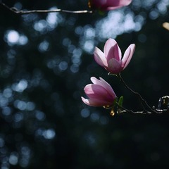 P2050075