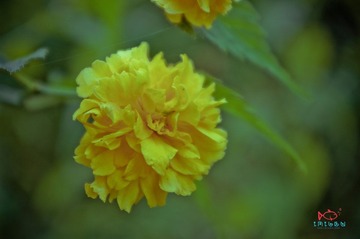 _MAO1528