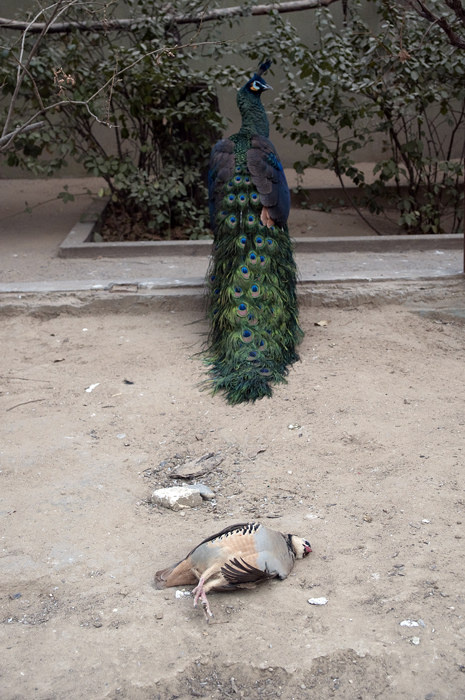 是不是被孔雀的美气死的?死是个残忍的事.