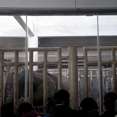 非洲象 Indian elephant
