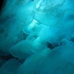 水母 Jellyfish
