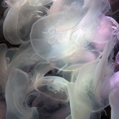 水母 Jellyfish