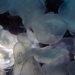 水母 Jellyfish