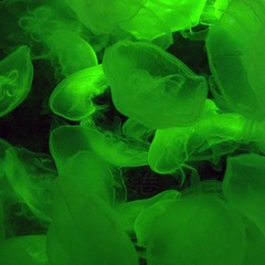 水母 Jellyfish