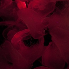 水母 Jellyfish