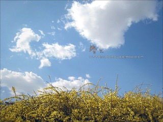 3月迎春花