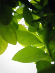 夏日 綠葉2