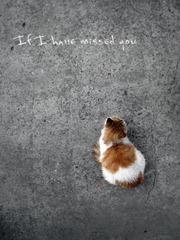 if i have missed you