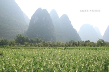 IMG_1803S.jpg