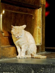 黑猫坐在那里的话就是不知趣了