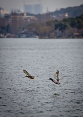 IMG_6732.jpg