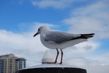 海鸟