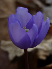 P1080541.JPG