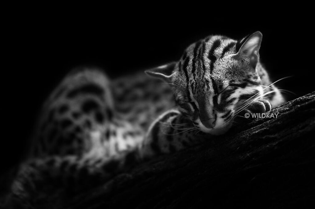 豹猫,同样拍摄于新加坡动物园。这张看起来不那么特别的照片(和普通家猫很像)对于我的意义是,成为第一批成功出售的数码照片之一。被江苏一家印刷公司以100元RMB的价格购得单次使用权,印制2015年挂历用于赠送客户。