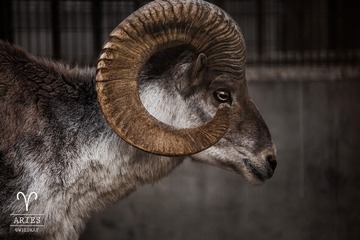 Aries