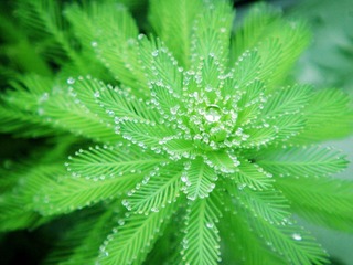 雨后晶莹的水草