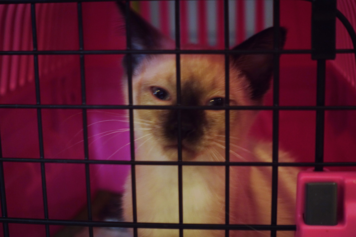 喵喵喵 - a_piece_of_paper