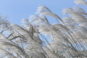 东营湿地 115_副本.jpg