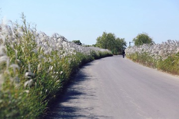 东营湿地 123_副本.jpg