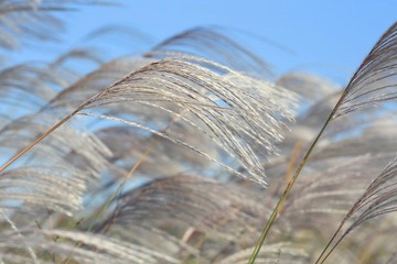 东营湿地 157_副本.jpg