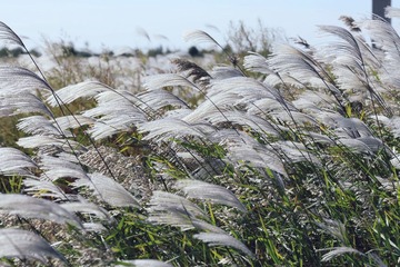 东营湿地 163_副本.jpg