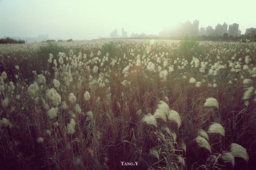 芦苇海.jpg