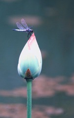 IMG_1214.jpg