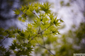 _MG_6663.jpg