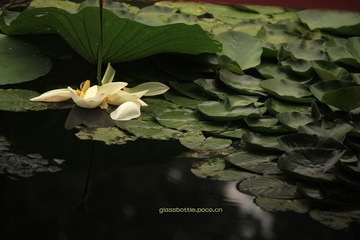 夏荷