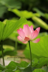 夏荷