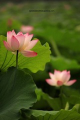 夏荷