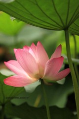 夏荷